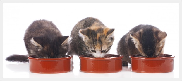 猫(多頭飼い)の餌のやり方！ダイエット用の餌の分ける方法と餌代も5